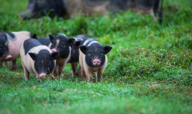 How Fukushima’s Abandoned Pigs Reshaped Wild Boar Genetics