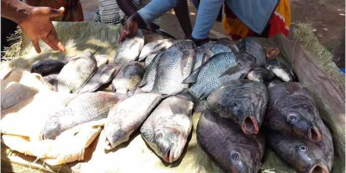 Senate Flags Unsafe Fish in Kenyan Markets, Orders Ban