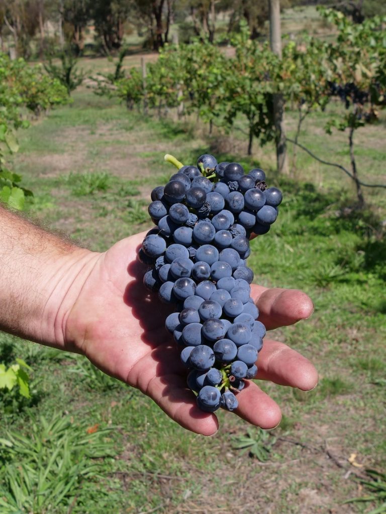 Wine growers fear smoke taint will spoil harvest as planned burns begin