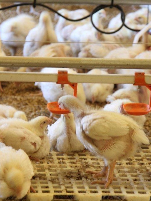 Pub left without ‘parmas’ as cyber attack targets chicken processor