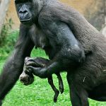 Second set of rare gorilla twins born in DR Congo reserve Goma, DR Congo