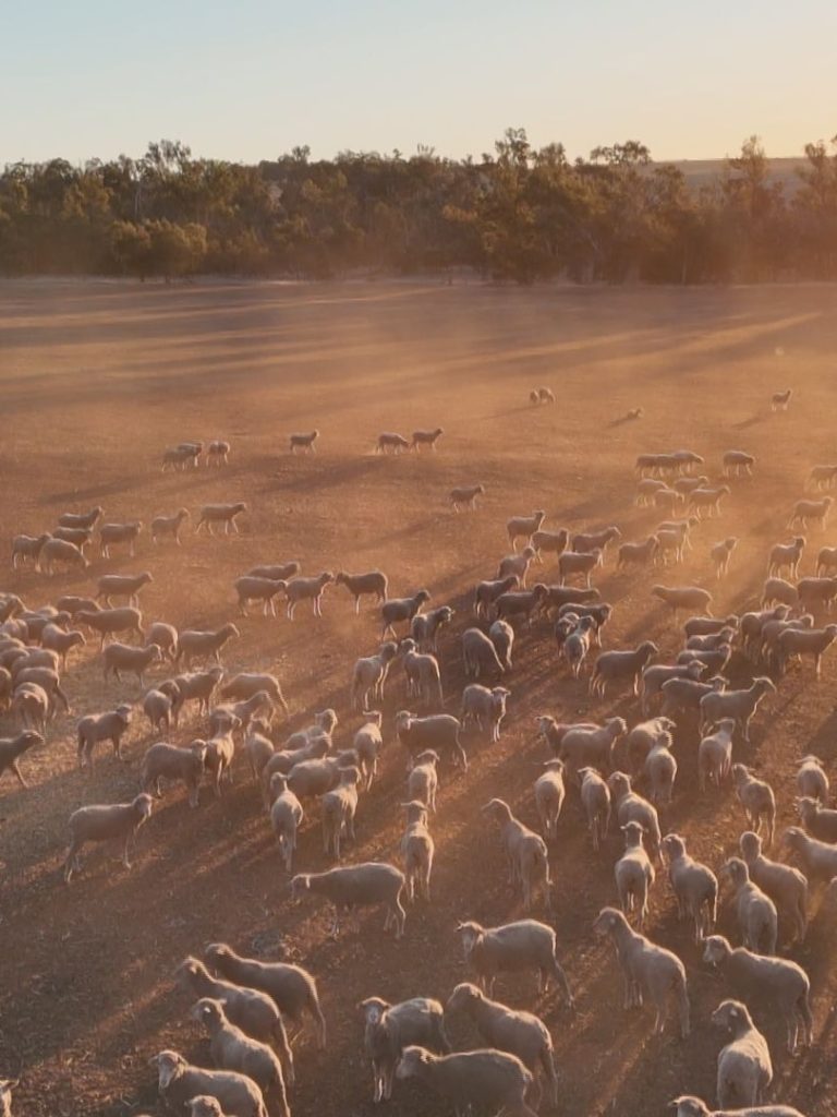 Abattoir pauses operations on same day live export transition funds roll out