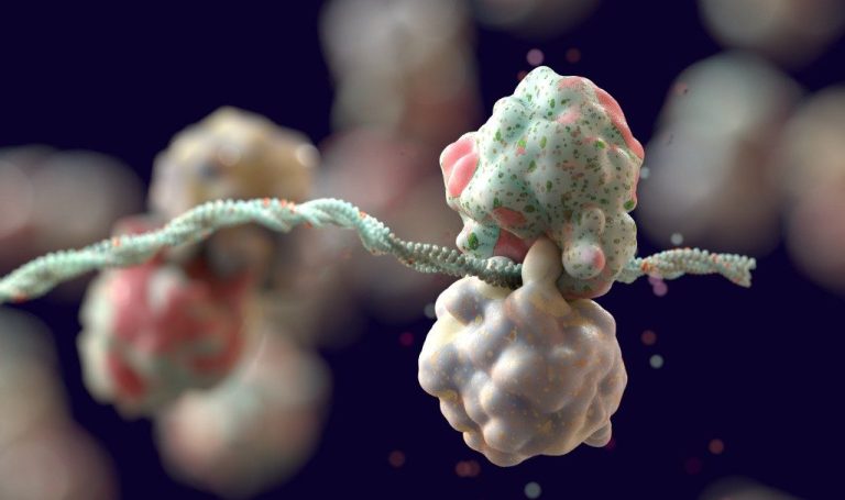 Ribosome Fight Club: How Cells Eliminate Inefficient Ribosomes