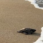 Gabon’s tiny turtles race against extinction as funding for protection dries up