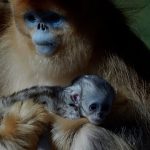 First golden snub‑nosed monkey born outside Asia makes debut at French zoo