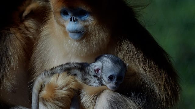 First golden snub‑nosed monkey born outside Asia makes debut at French zoo