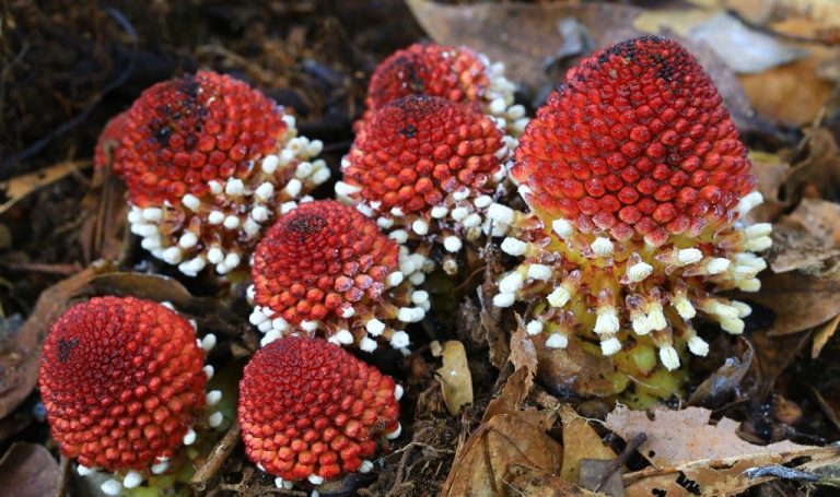 Meet Balanophora, The Parasitic Plant That Barely Qualifies As A Plant