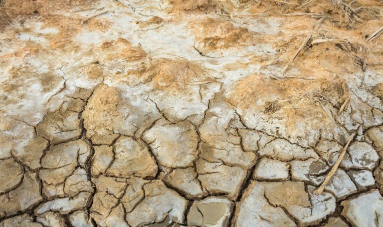 Salt-Tolerant Bacteria Could Help Sundarbans’ Farmers Fight Rising Salinity