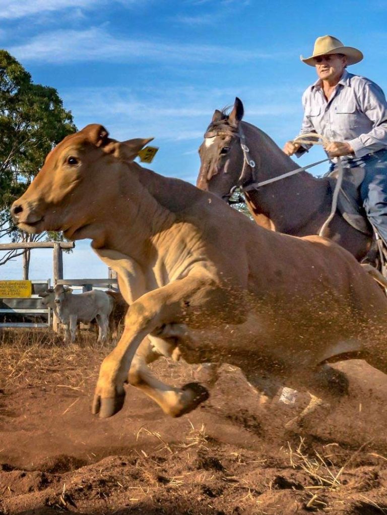 National campdraft competition cancelled over soaring cost of fuel