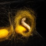 Silkworm protein firm taps health and familiarity for regional growth