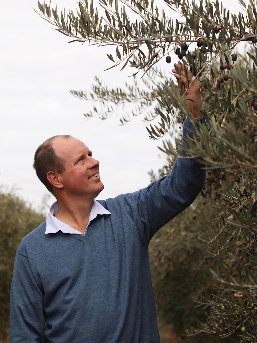 Cobram Estate praises America’s ‘grower-first mentality’ after $260m deal