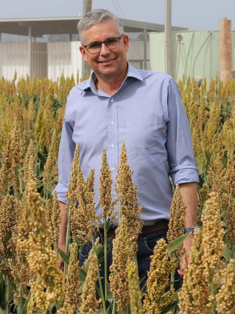 Supermarket chicken could get cheaper due to grain breakthrough