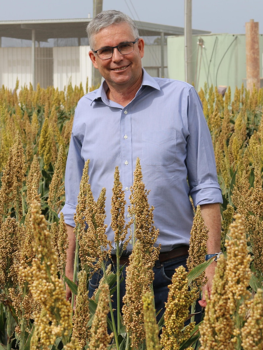 Supermarket chicken could get cheaper due to grain breakthrough