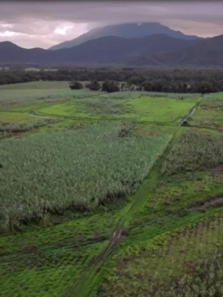 These old sugarcane farms could be turned into rainforest again