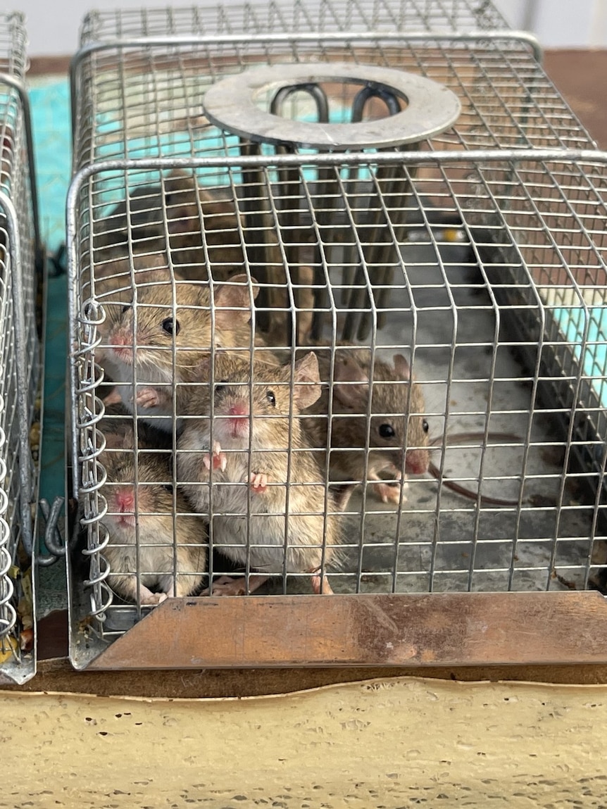 Western Australia at risk of mouse plague ‘spiralling out of control’