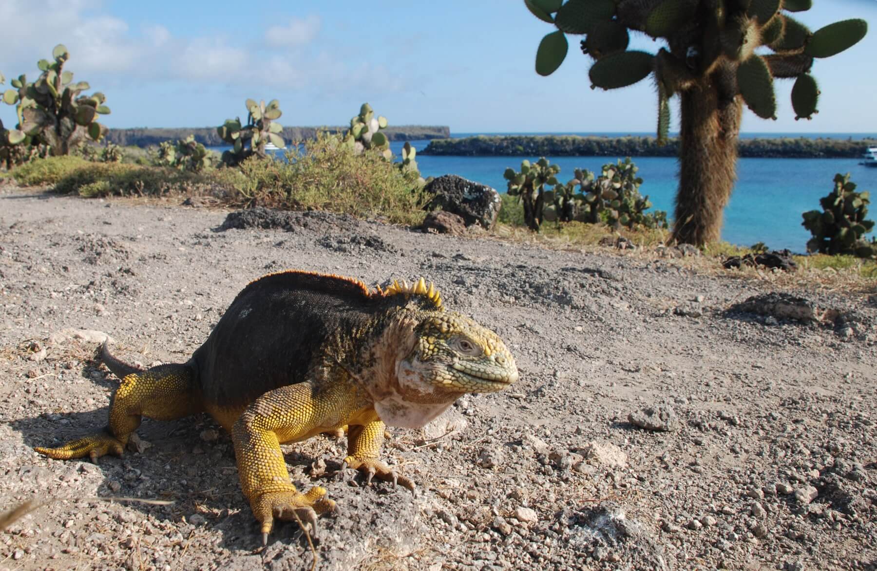 Warm Season Wonders of the Galápagos Islands