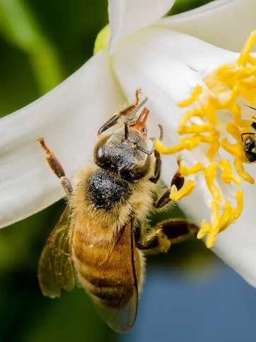 Toxic forever chemical threatens bees, food security, study finds