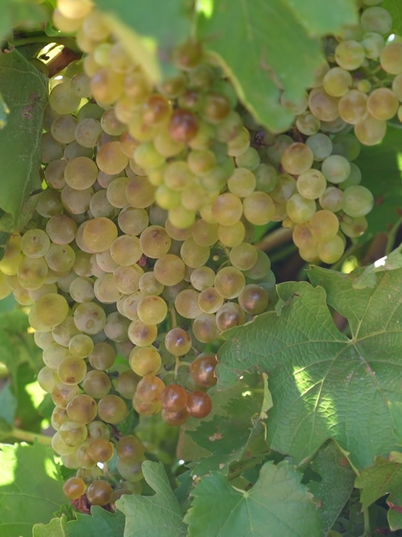 Fraud charges against Sunraysia wine grapegrowers Littore brothers dropped