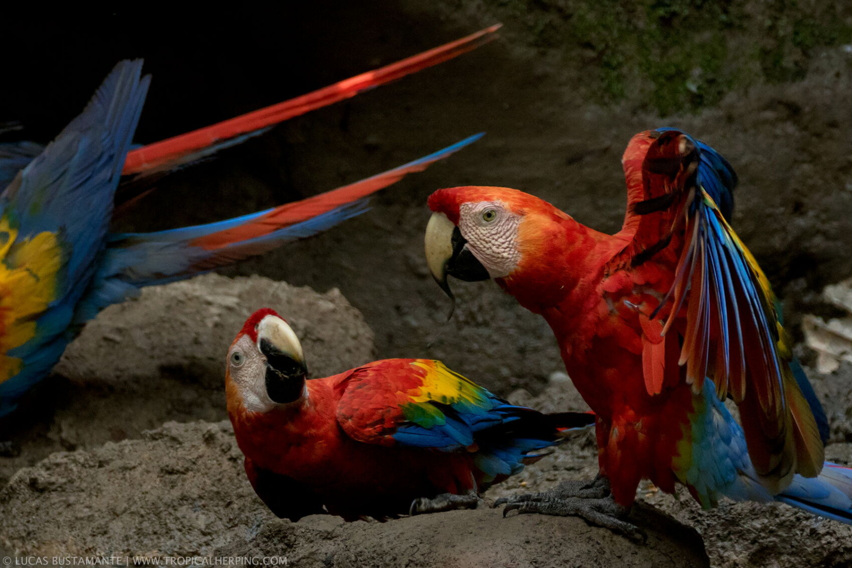 Six Best Places for Birdwatching in Ecuador