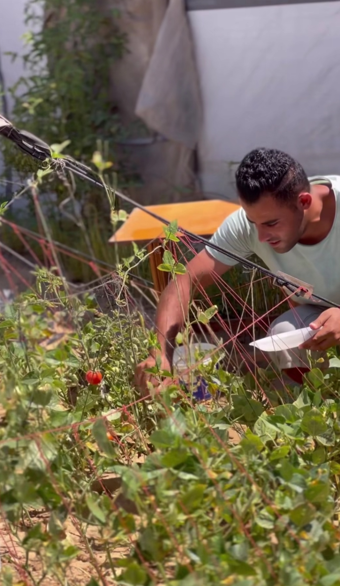 Gaza Farmland Is Destroyed, But Some Are Growing Food Even While Displaced