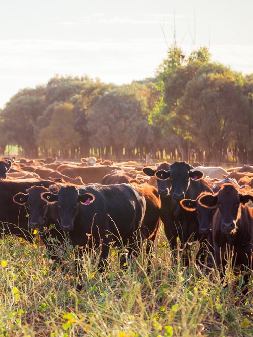 A luxury beef giant’s cattle died of thirst. Regulators were told later