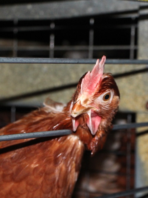 Egg-laying hens in cages set for better living conditions under new laws