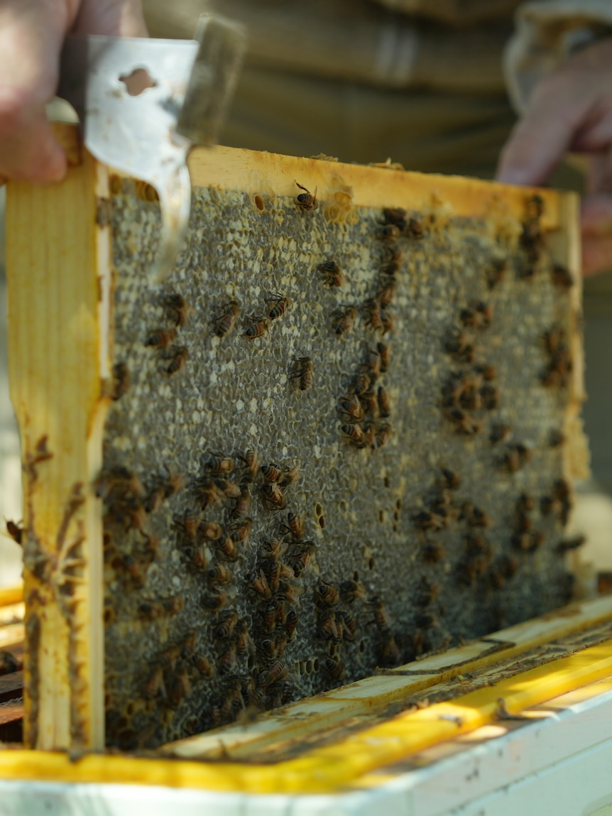 Varroa mite ‘in all corners’ of ACT as more than 1,000 beehives destroyed