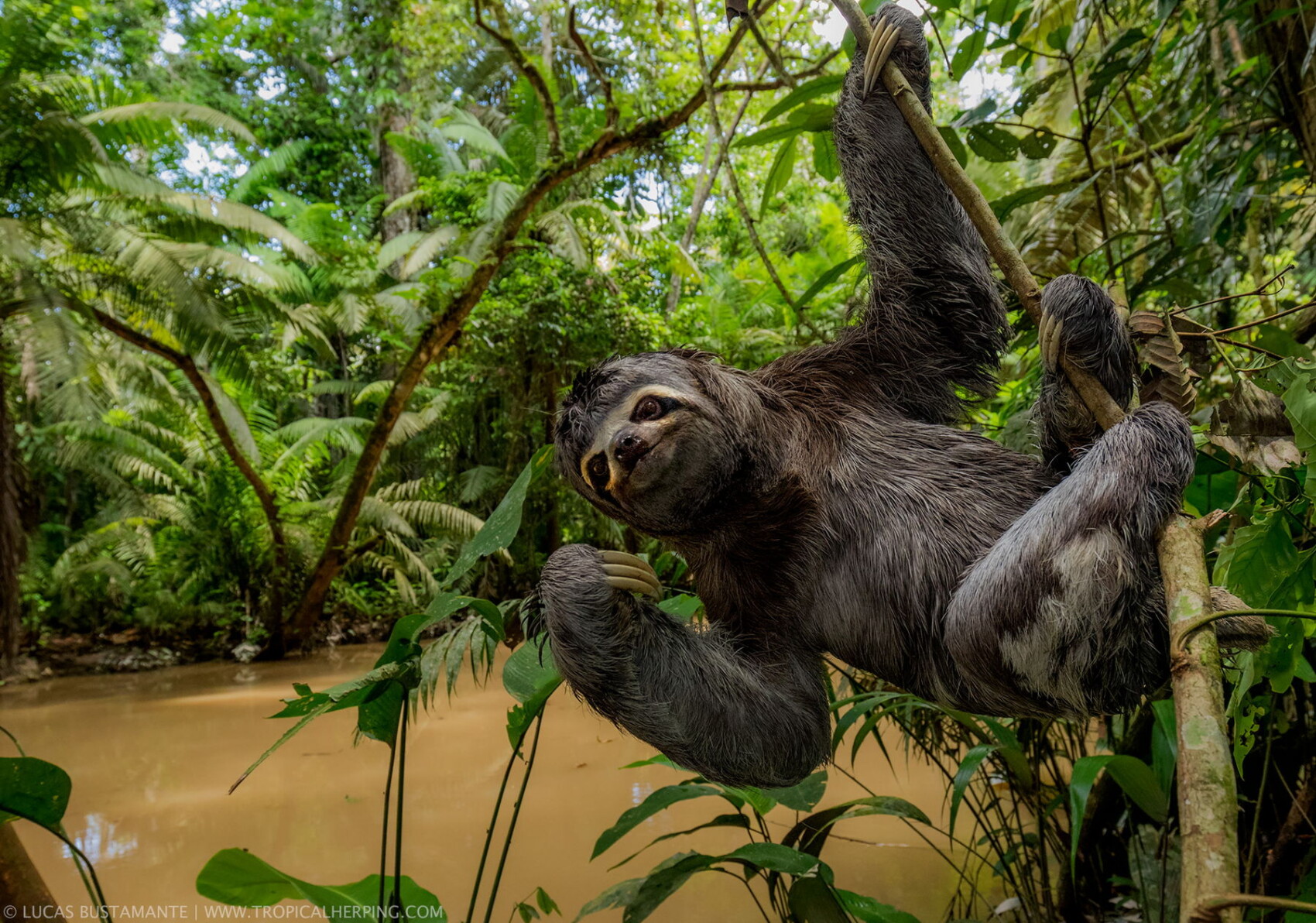 The Secret World of Sloths: Nature’s Slow-Moving Marvels
