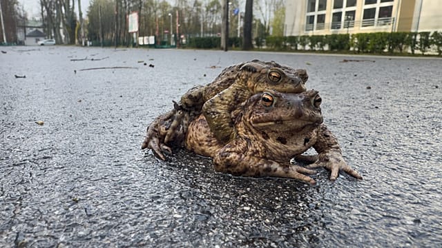 Poland: “Frog Patrol” saves thousands of amphibians during migration