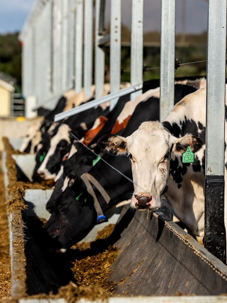 Milk prices may need to increase to cover soaring fuel and fertiliser costs