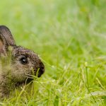 Australia is experiencing a bunny boom. What’s next for biocontrol?