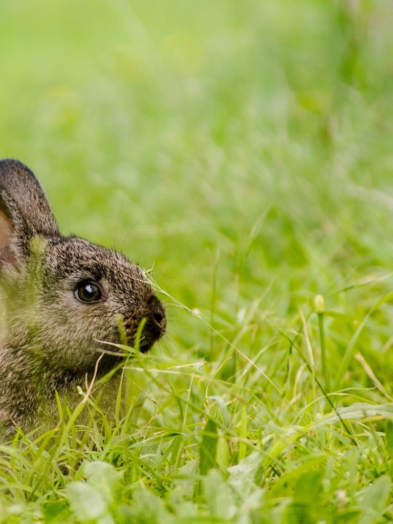 Australia is experiencing a bunny boom. What’s next for biocontrol?