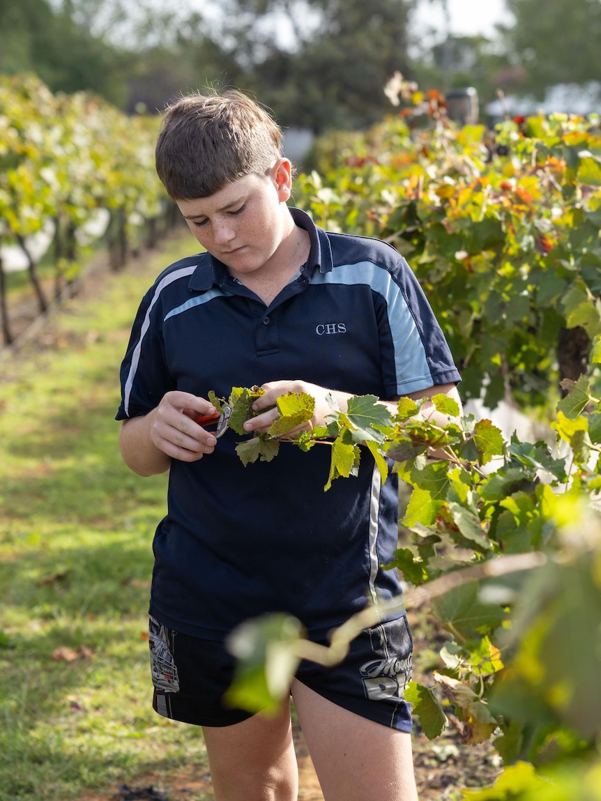 Meet the teens learning maths, English and winemaking at school