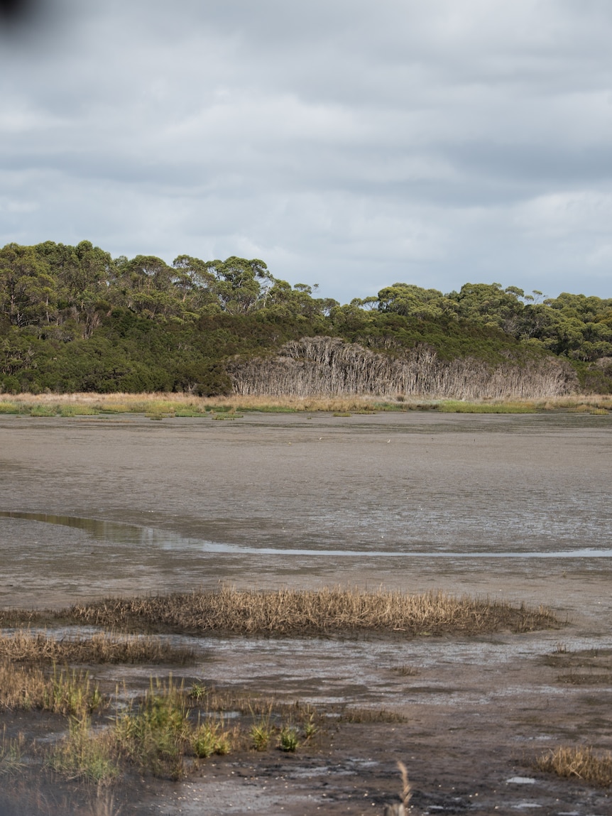 Once choked in weeds, locals celebrate ‘mud coming back’ to wetland