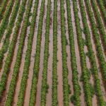 Sunraysia and Murray Valley farmers seek disaster declaration after March deluge