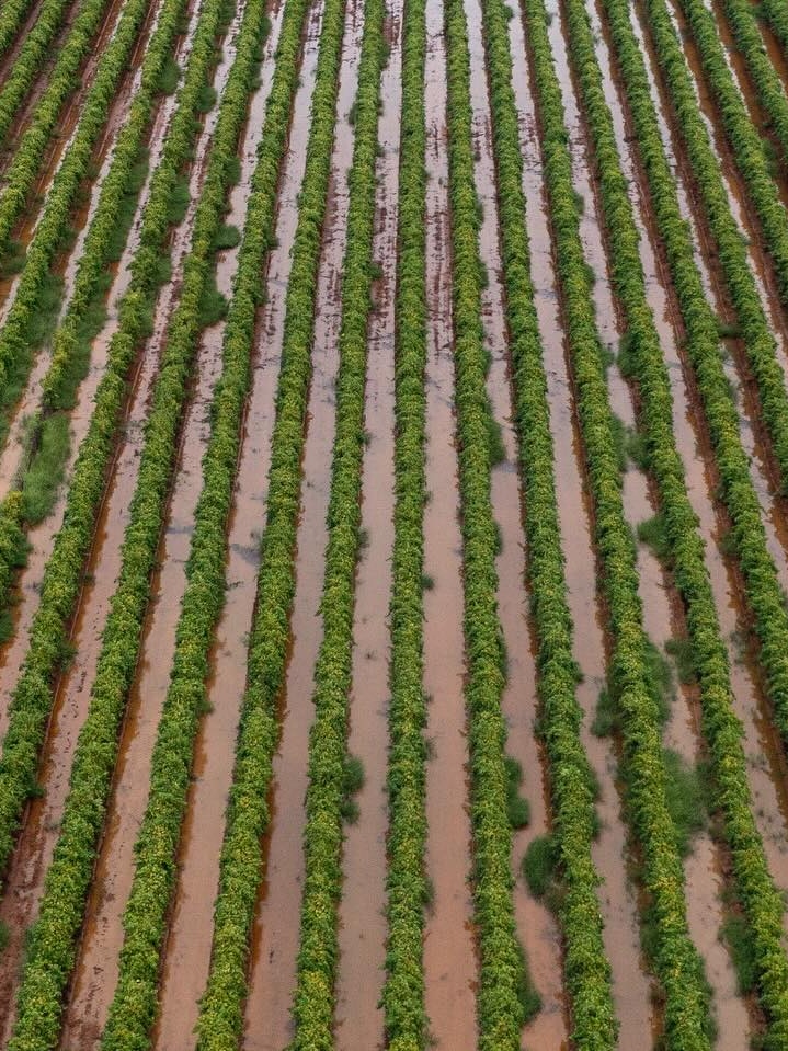 Sunraysia and Murray Valley farmers seek disaster declaration after March deluge
