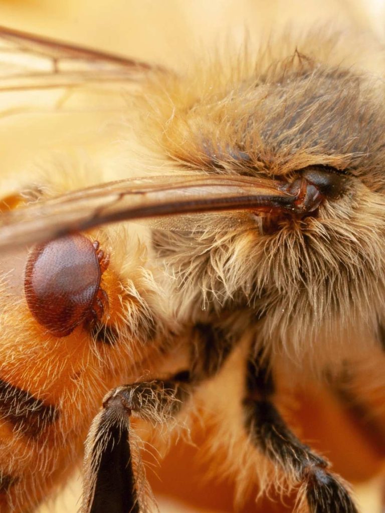 Major setback for beekeepers as varroa mite chemical resistance detected again