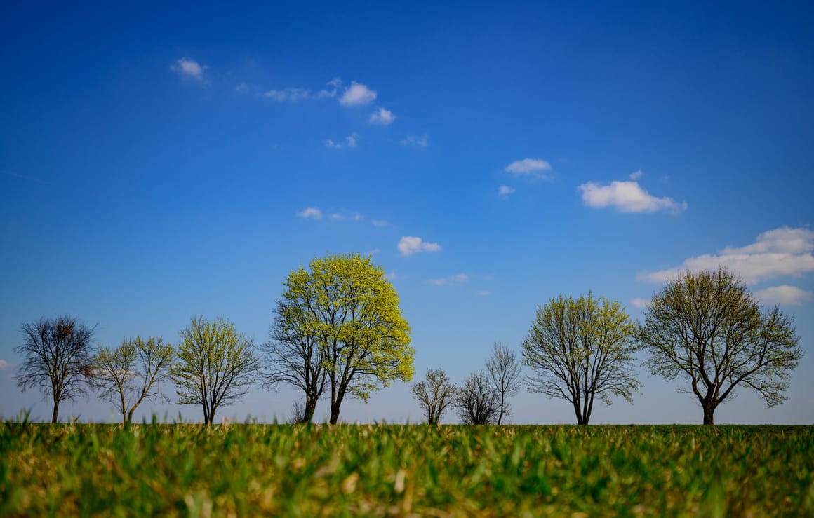 Access to trees is becoming a luxury in European cities