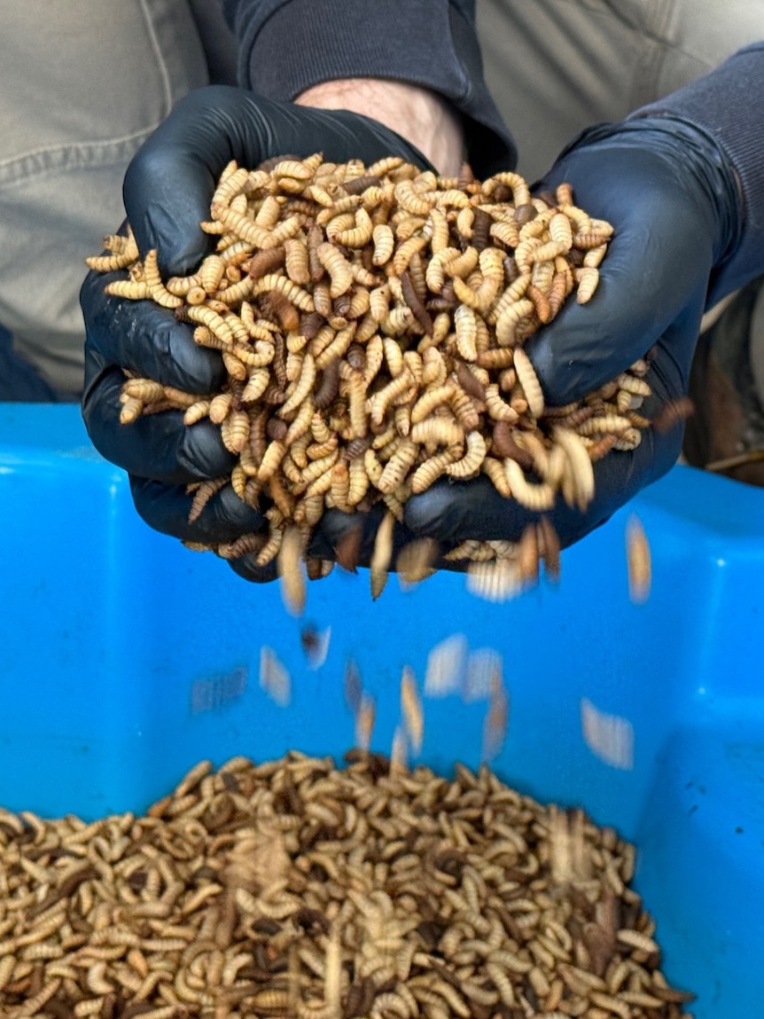 Couple’s side hustle uses grubs to turn food waste into high protein feed