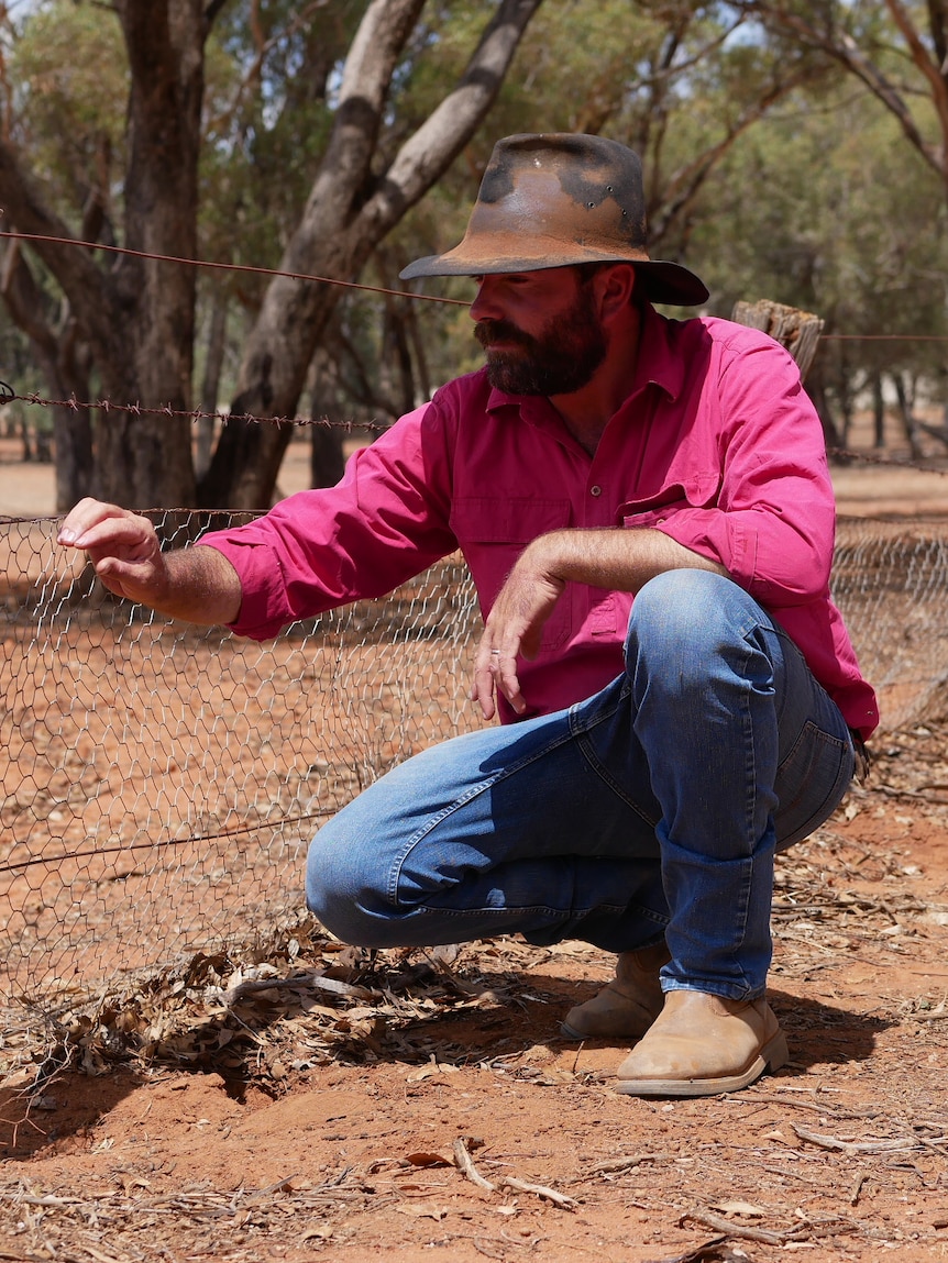 ‘Crisis’ on the land as tens of thousands of rabbits are culled