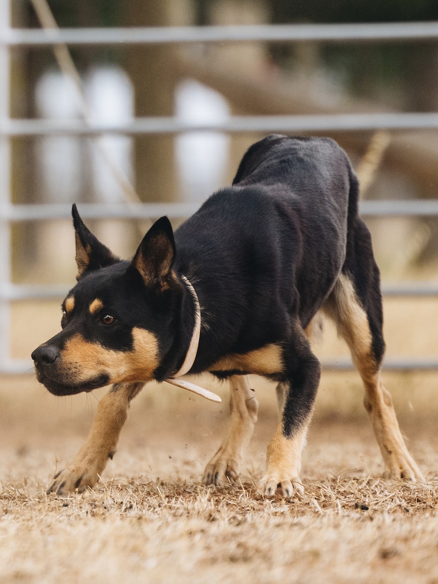 Grazier pays $26k for working dog as human worker shortage continues