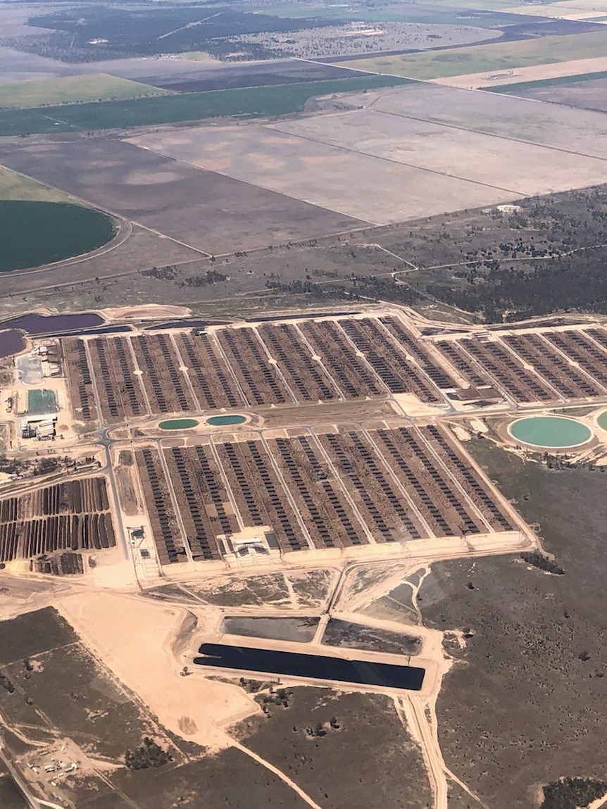 Australia’s largest cattle feedlot on the market as grain-fed beef surges
