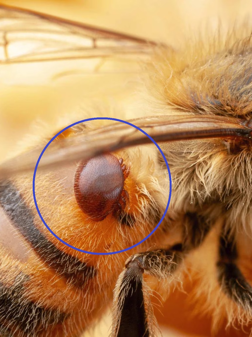 Experts unsure how ‘world’s most destructive bee pests’ landed in Australia