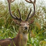 Deer, rabbits in the crosshairs as farmers and conservationists unite