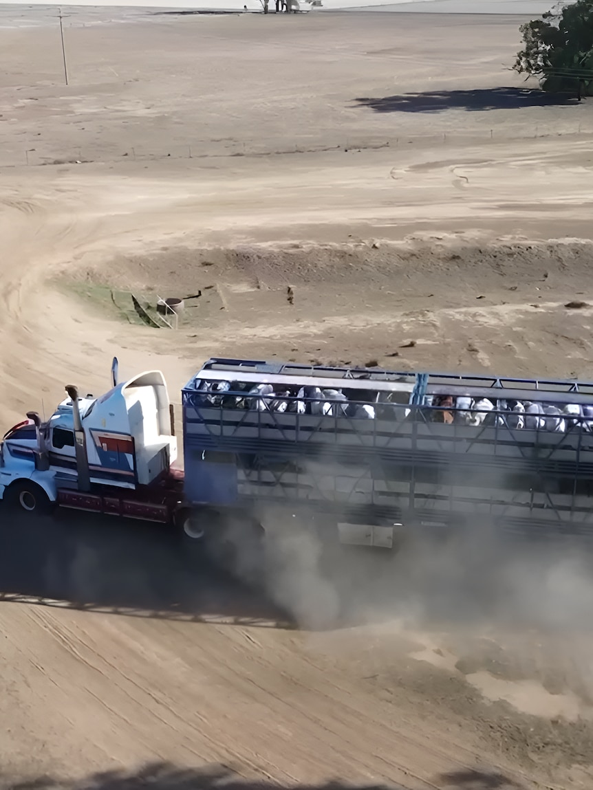 Drought fuels biggest cattle sell-off in 20 years, as El Niño looms