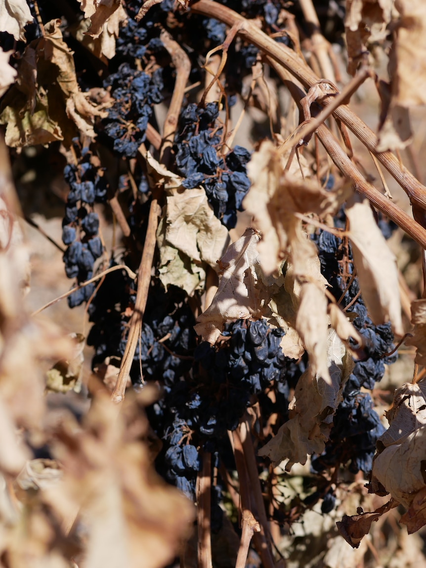 Profits shrivel as yellow tail winemaker posts $5.5 million loss