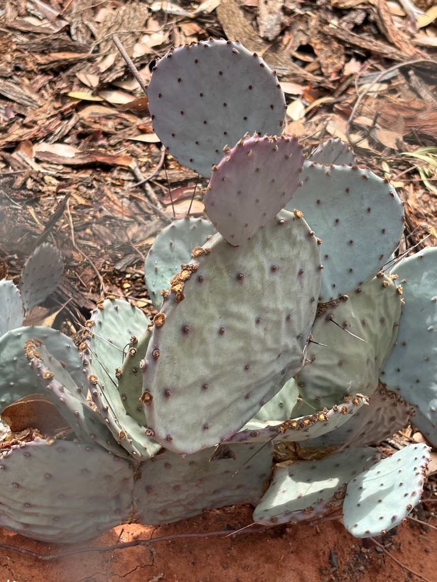 Cacti confiscated from home garden over fears of another ‘prickly pear’ disaster