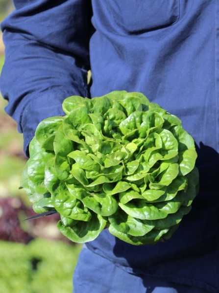 Vegetable growers won’t plant more crops if costs keep rising