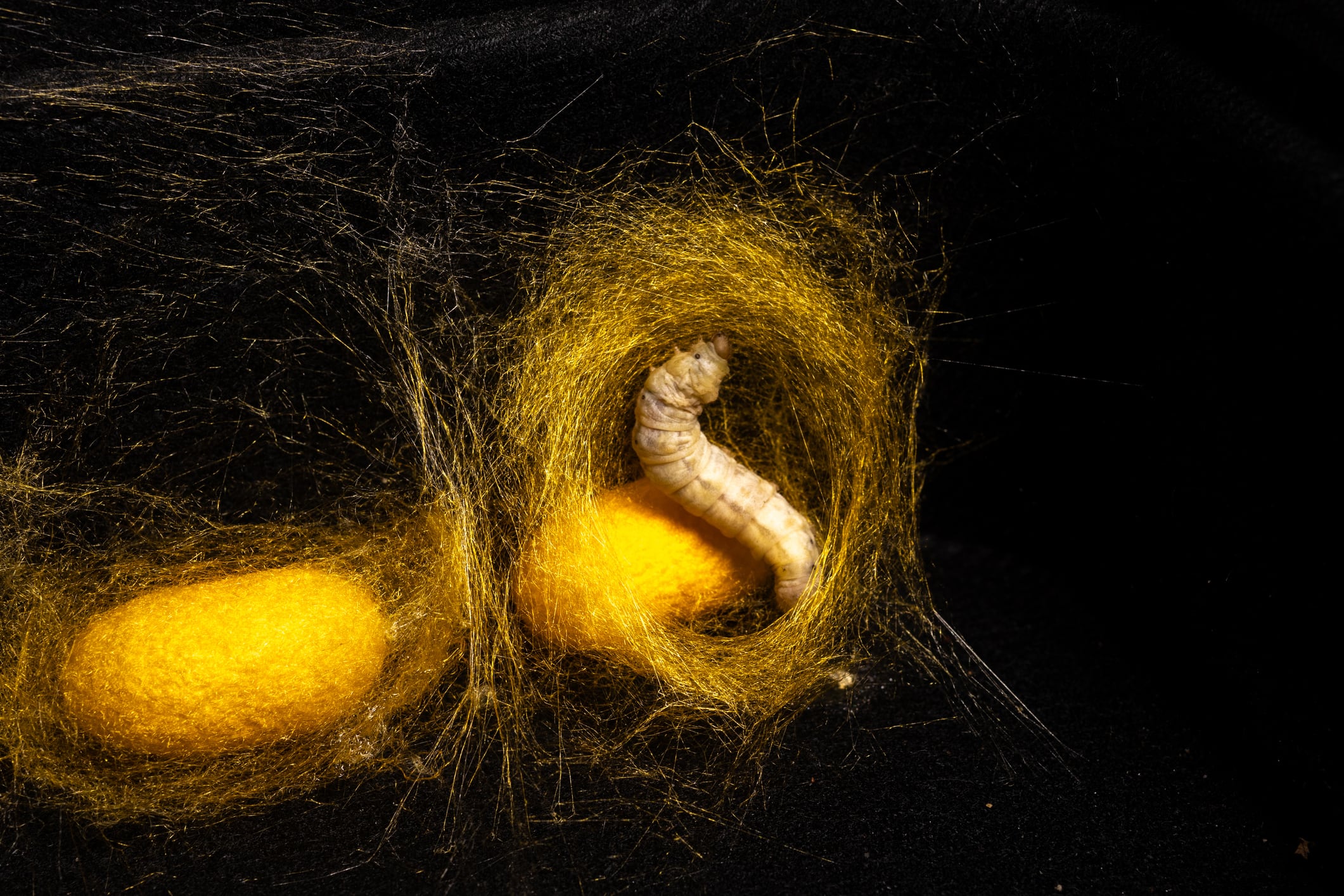 From Japan to Asia: Silkworm protein firm taps health and familiarity