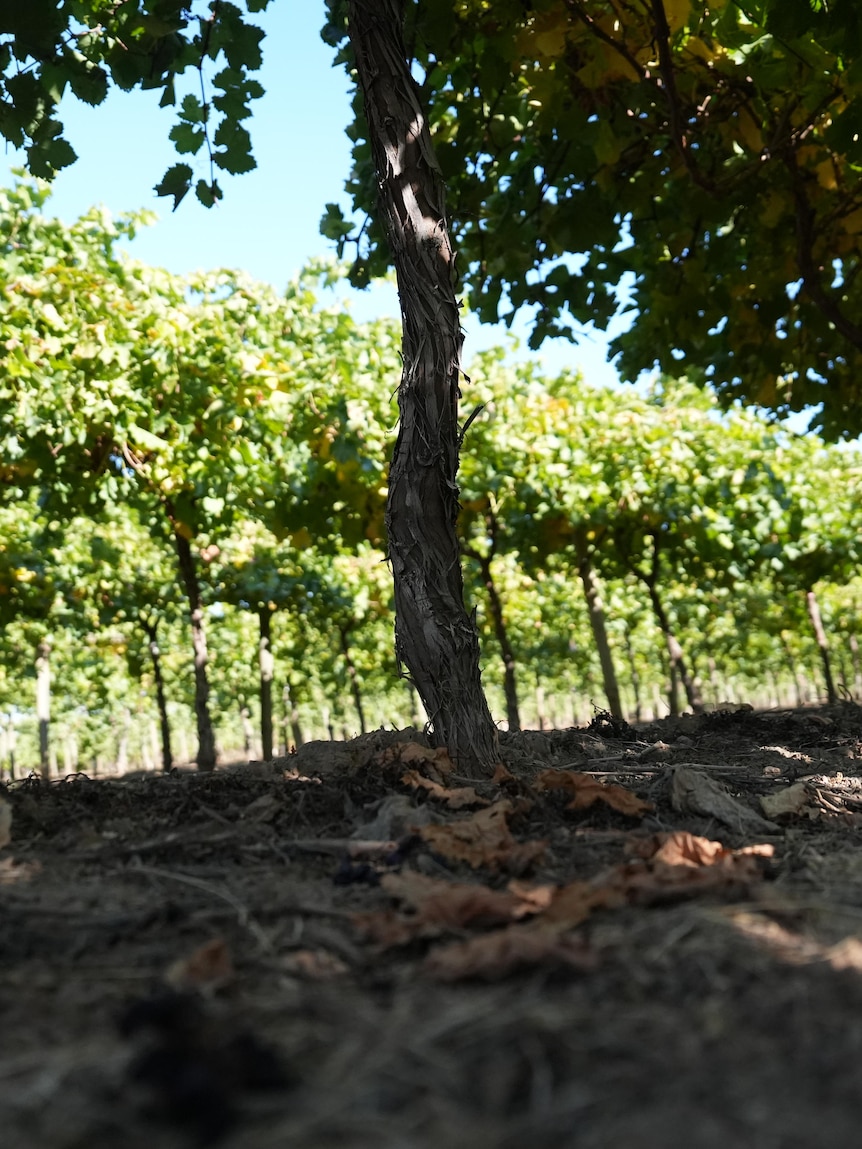 New grapevine virus GINV detected for first time in Australia